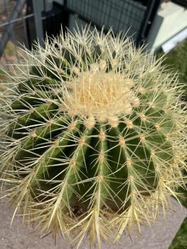Ferocactus grusonii